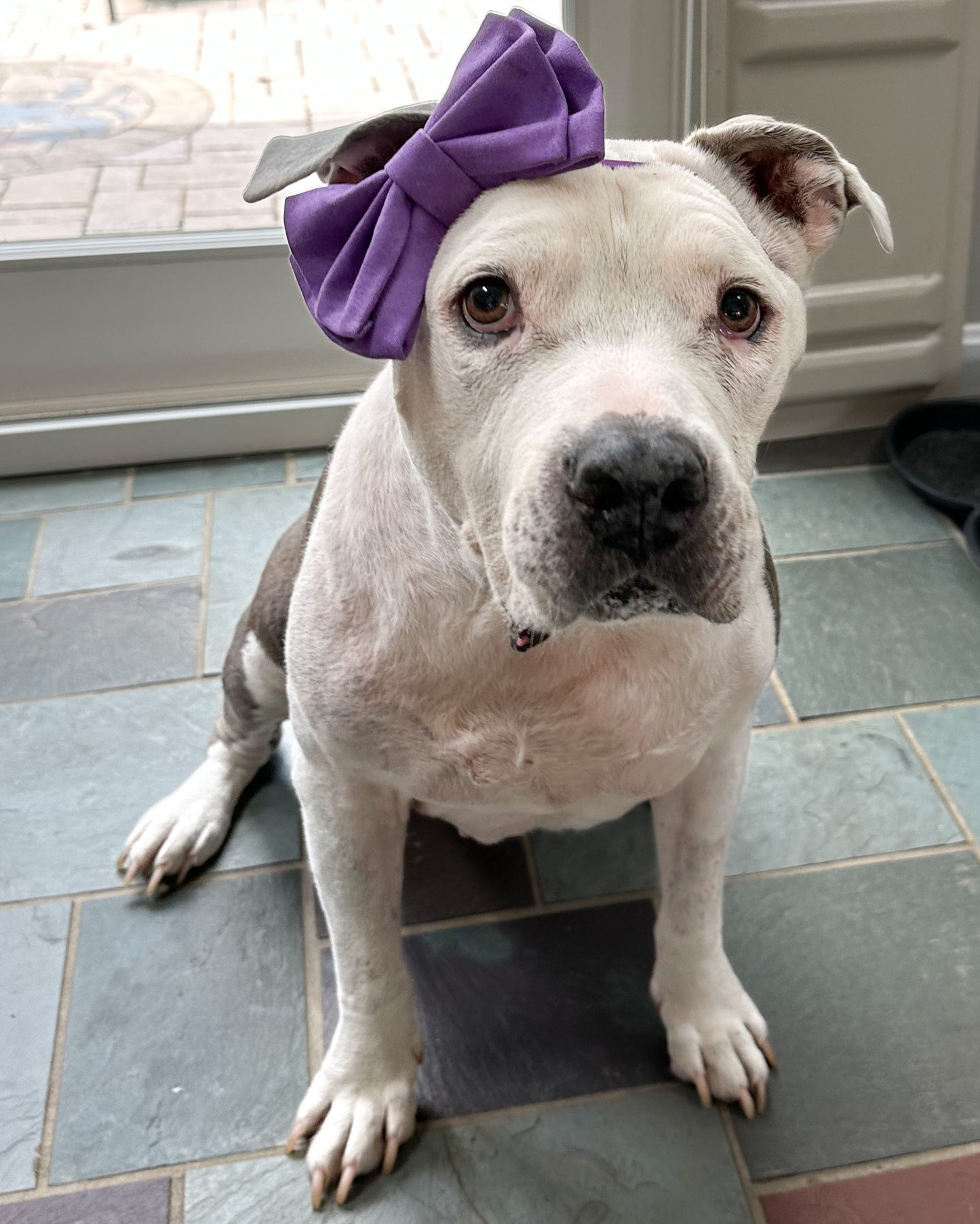 Purple Satin Doggie Bow