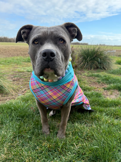Easter Plaid Dog Pajama with Aqua Neck & Trim/Sleeves