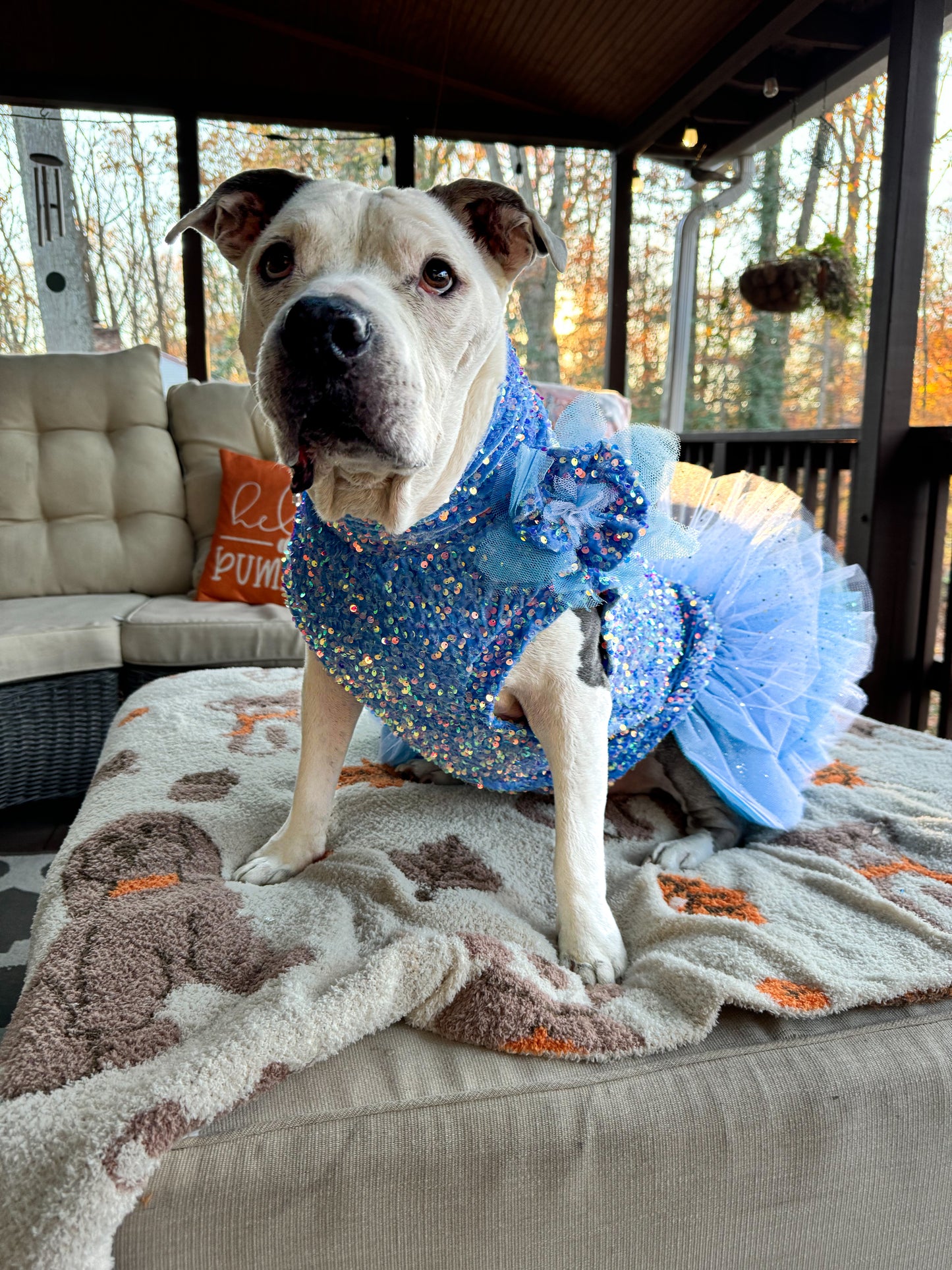 Sparkly Frozen Winter Magic Dog Dress