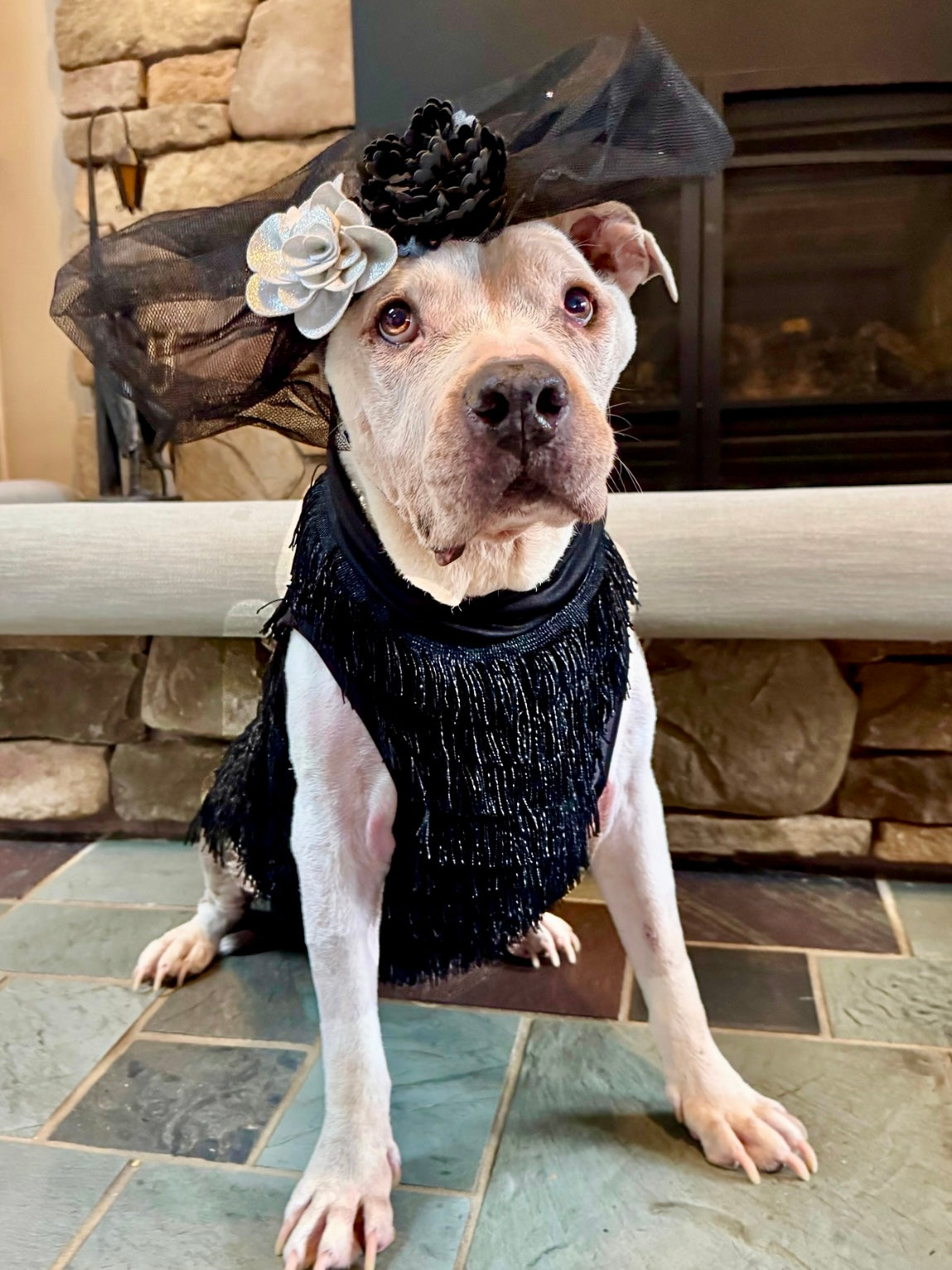 The Paw-sperous Gatsby  Dog Dress