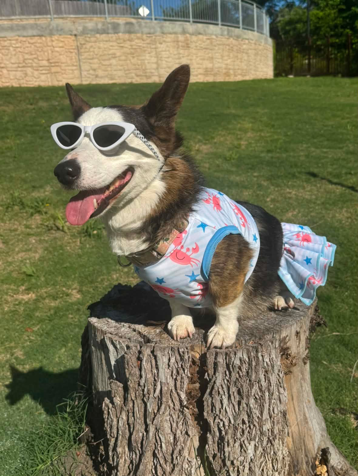 Dog Tankini (AVAILABLE IN ANY PRE-ORDER PATTERN)