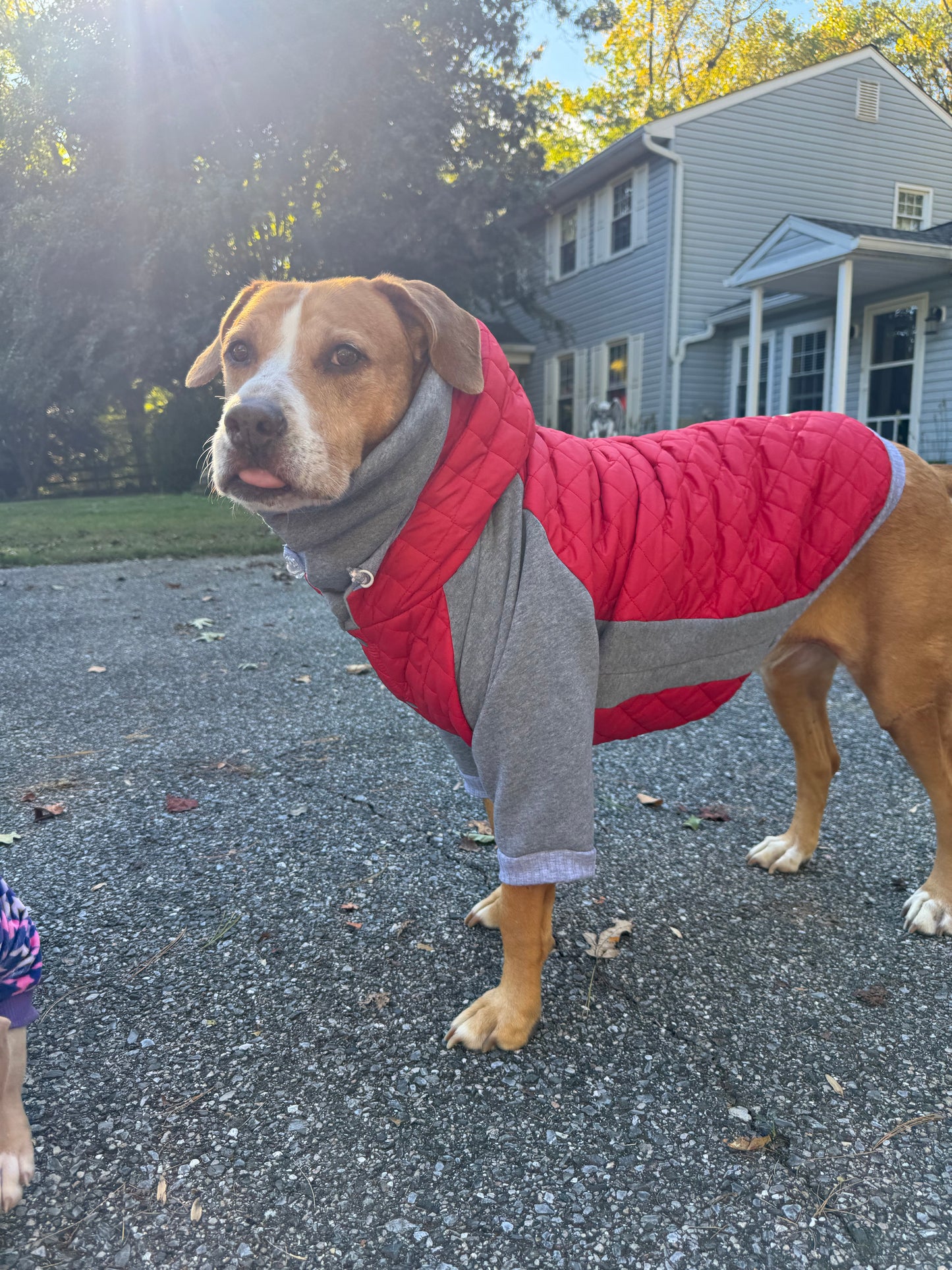 ComfyFit Winter Dog Jacket – Puffer with Snaps & High Turtleneck and Hoodie