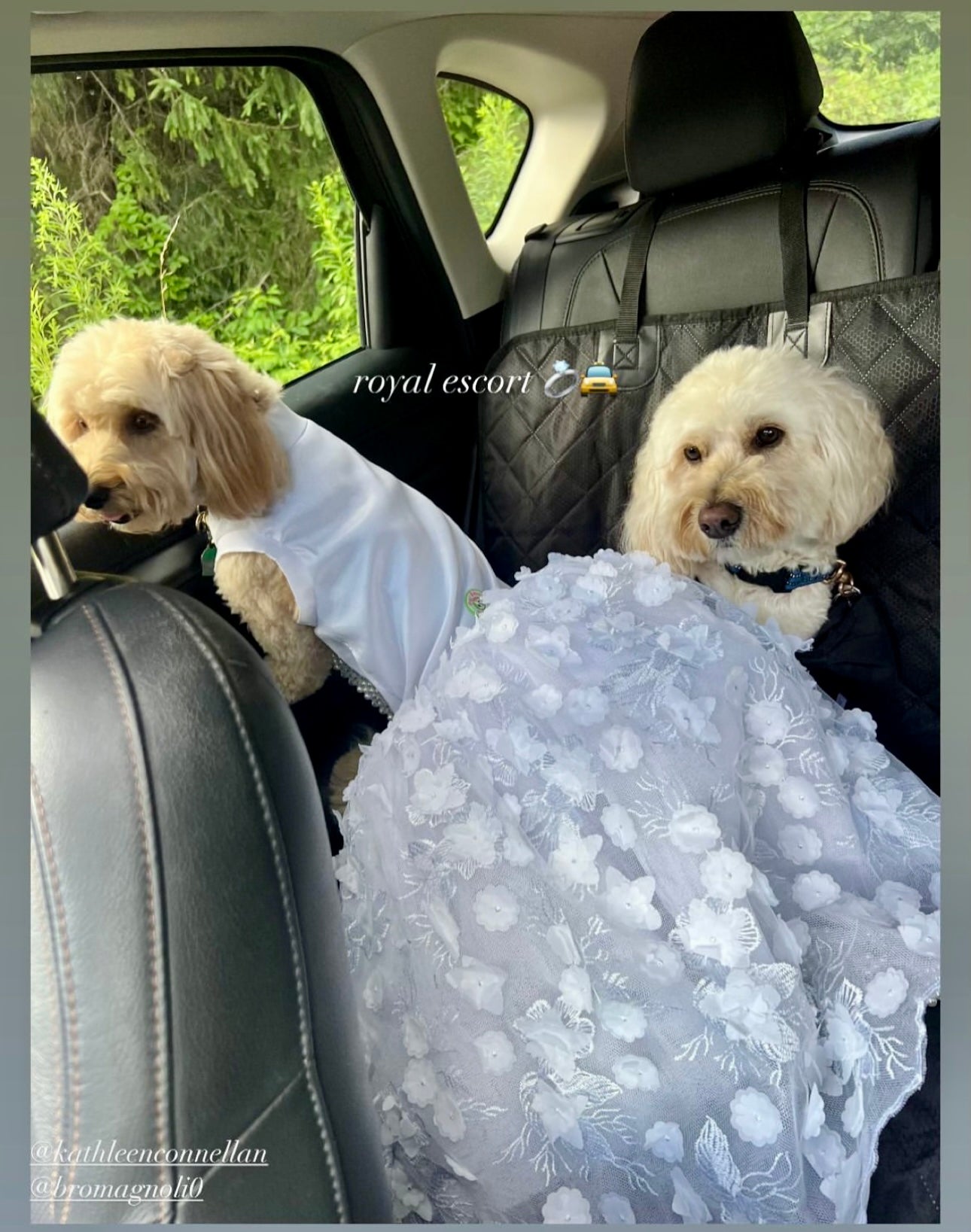 Wedding Dog Gown WITH Attachable Train