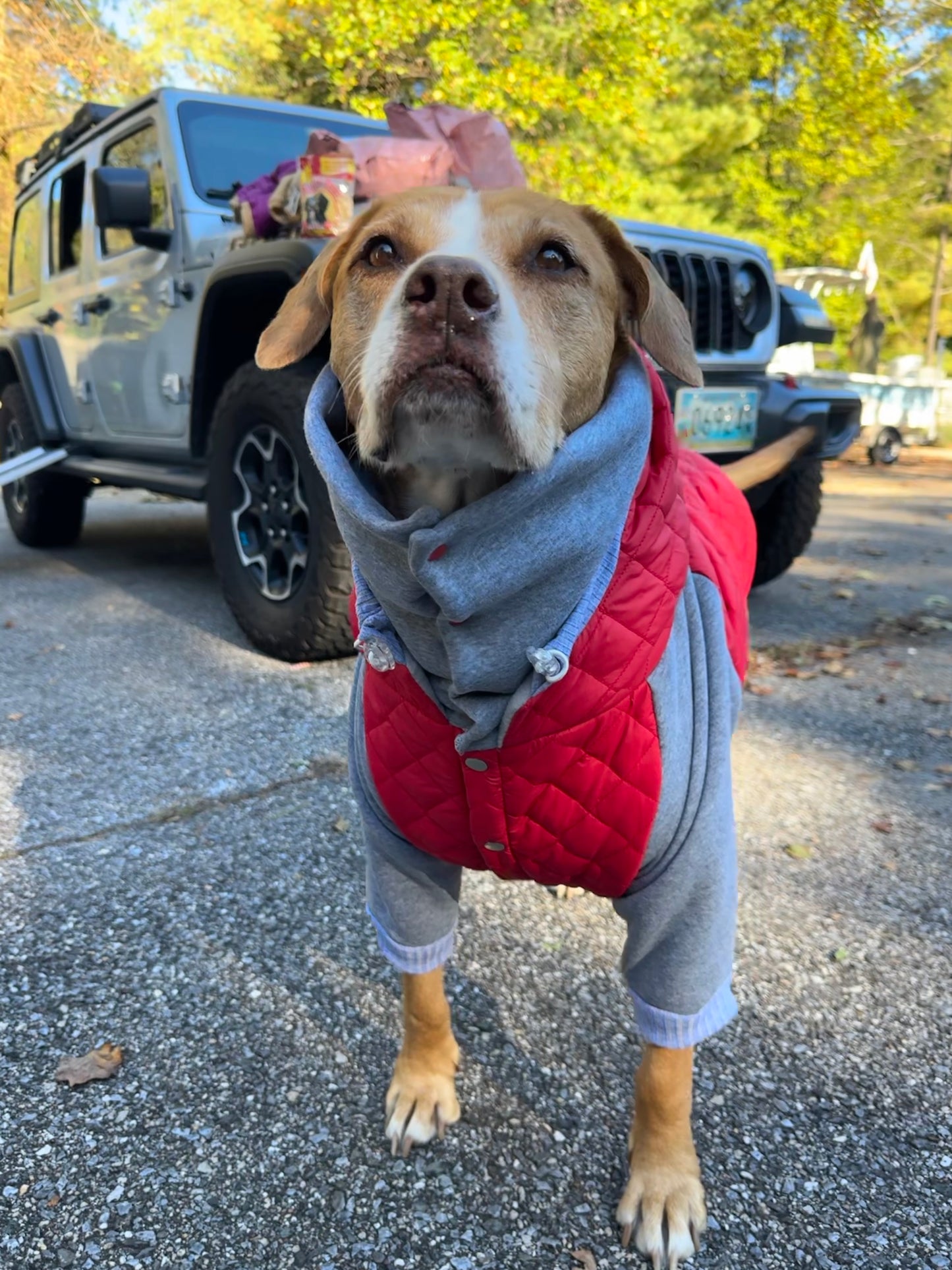 ComfyFit Winter Dog Jacket – Puffer with Snaps & High Turtleneck and Hoodie