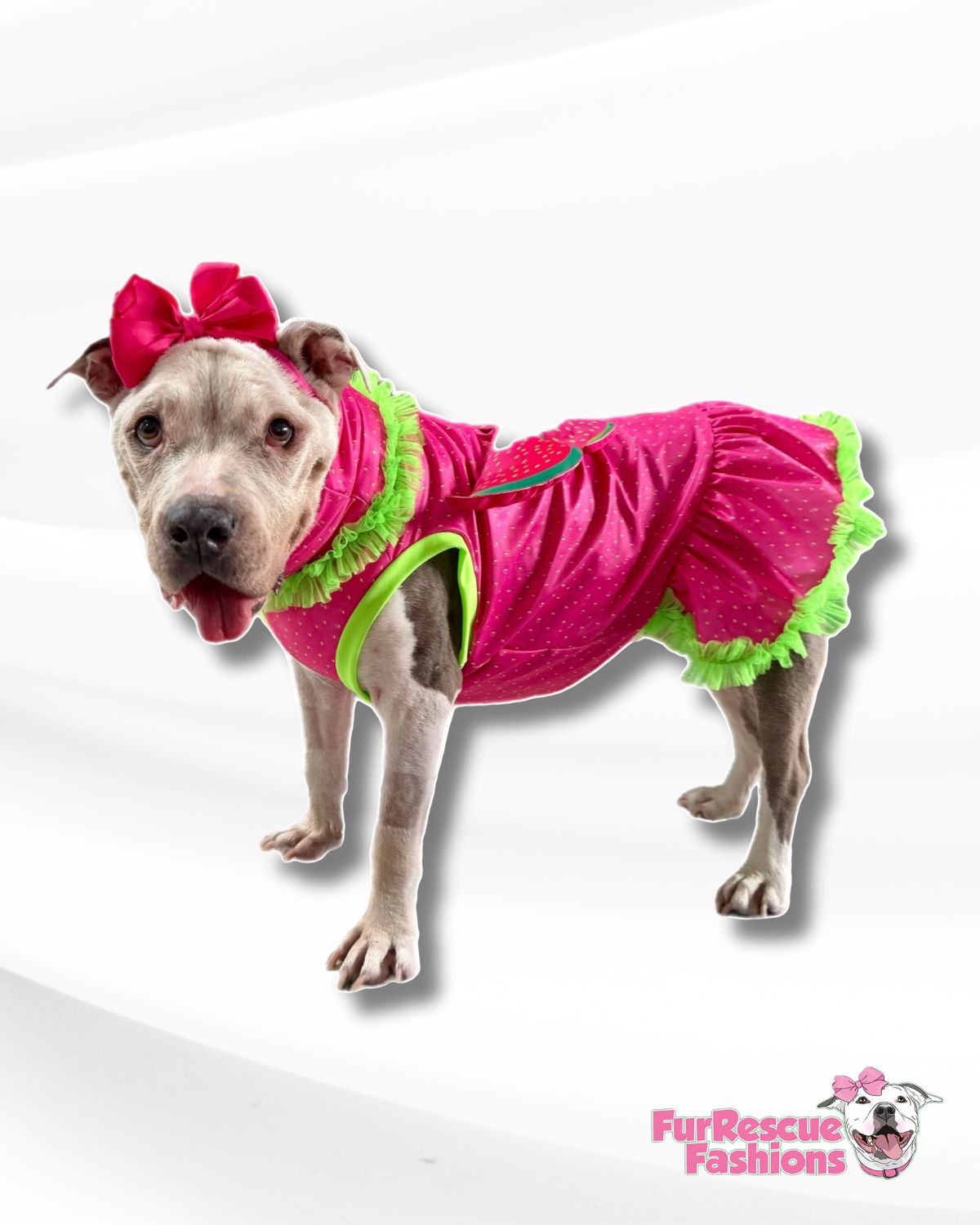 Berry Sweet Dog Dress
