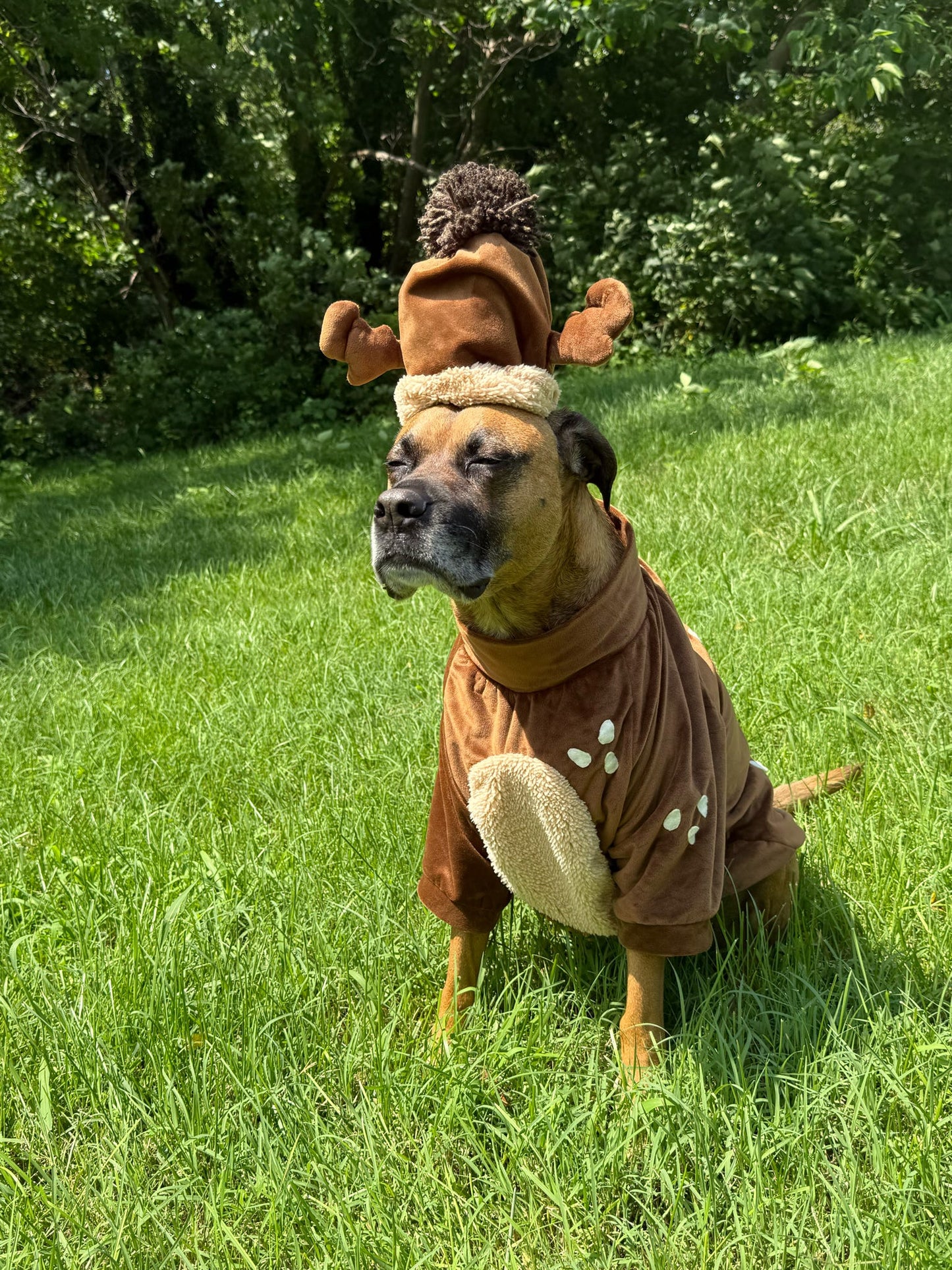 Woodland Reindeer Dog Shirt
