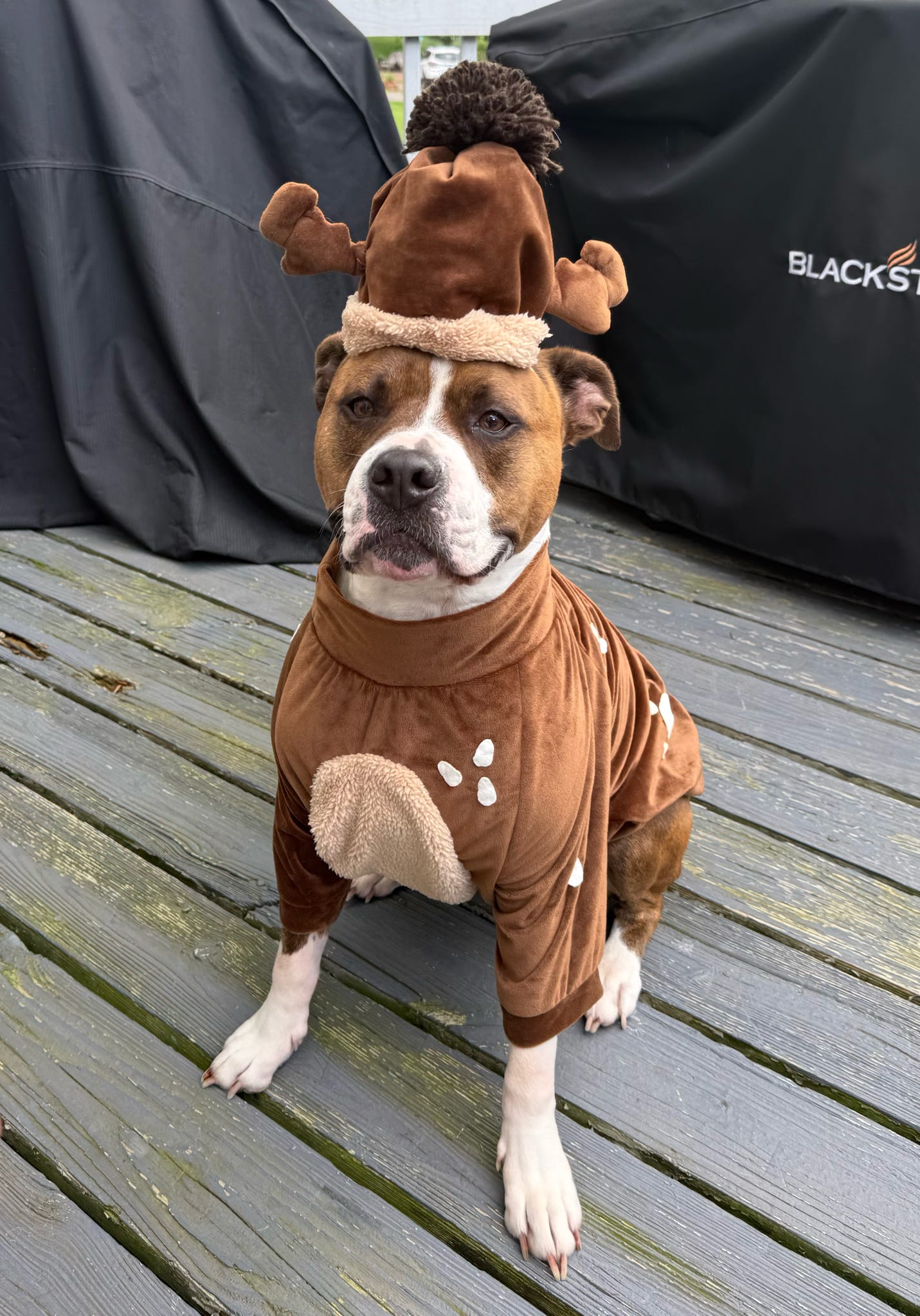 Woodland Reindeer Dog Shirt