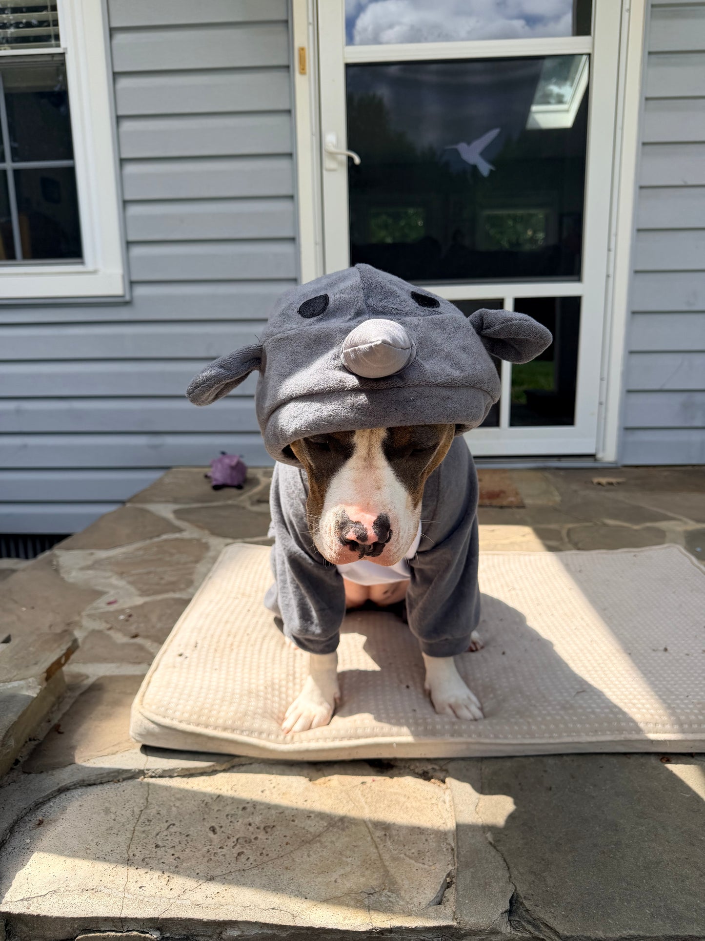 Rhino Dog Costume