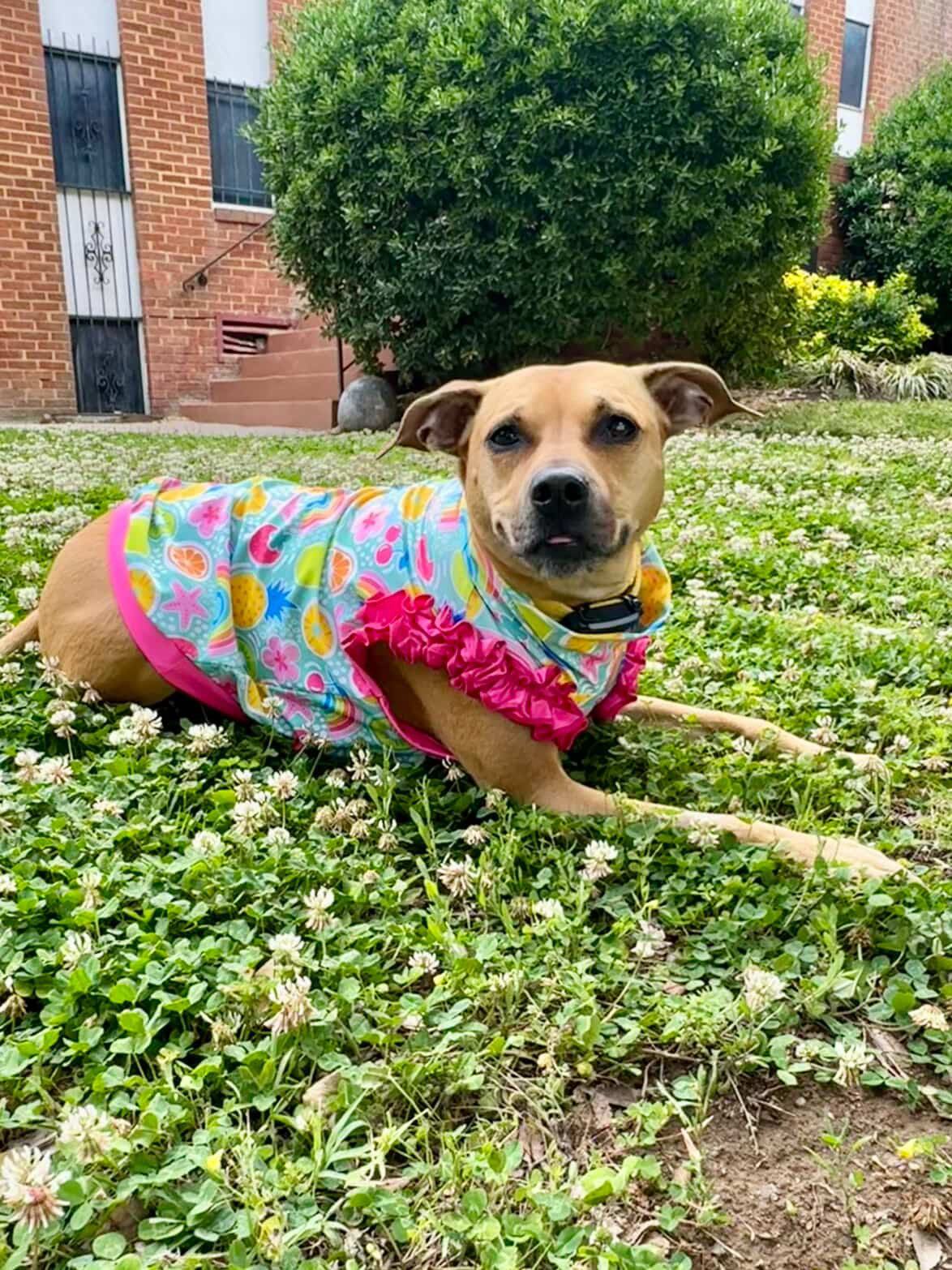 2026 Summer Dog Shirt With Ruffles (AVAILABLE IN ANY PRE-ORDER PATTERN)