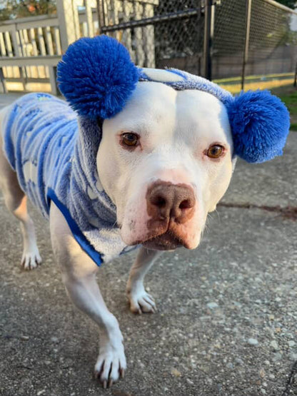 Glow-in-the-Dark Dinosaur Dog Sweater – Luxury Fleece Pom Pom Hoodie or Snood