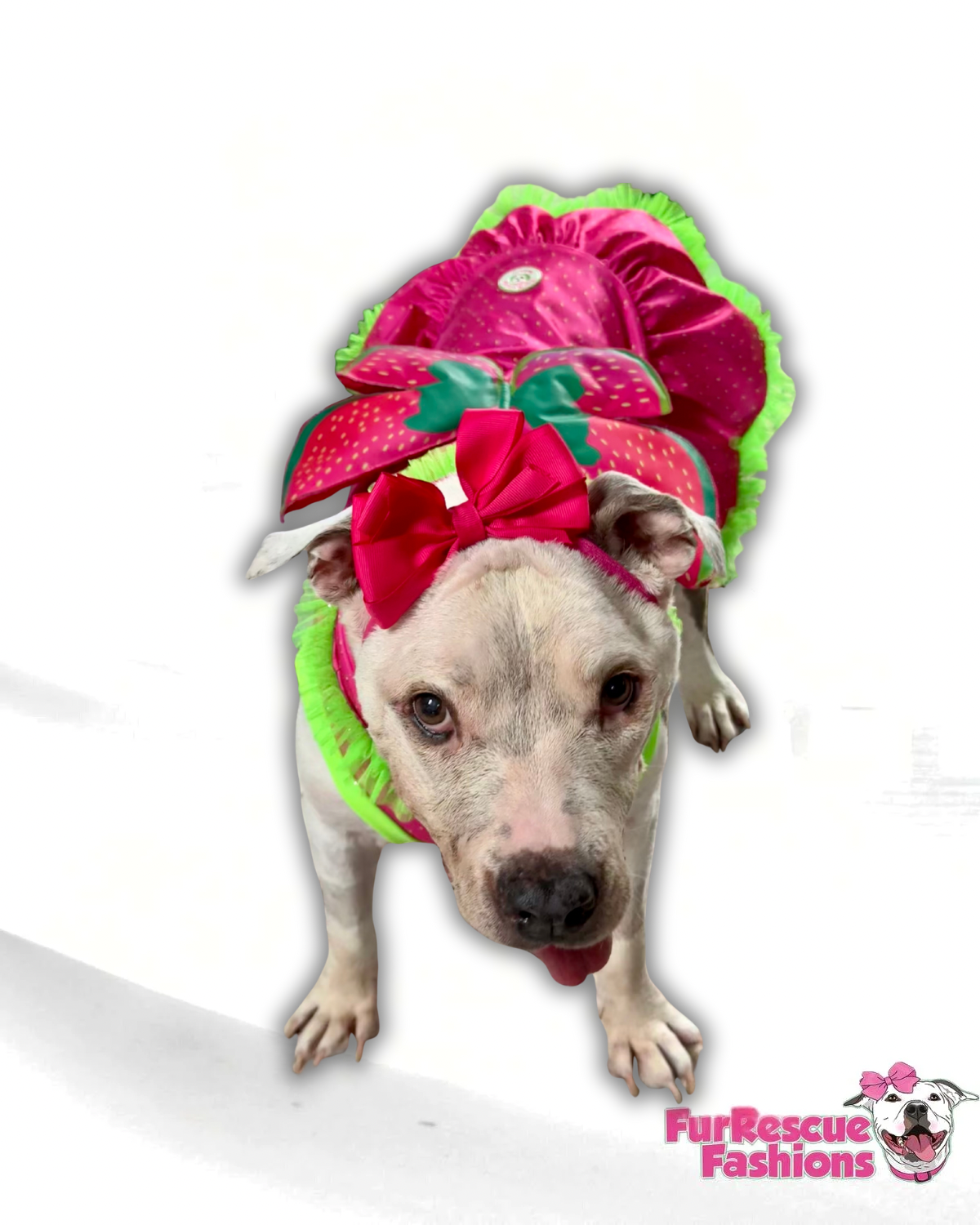 Berry Sweet Dog Dress
