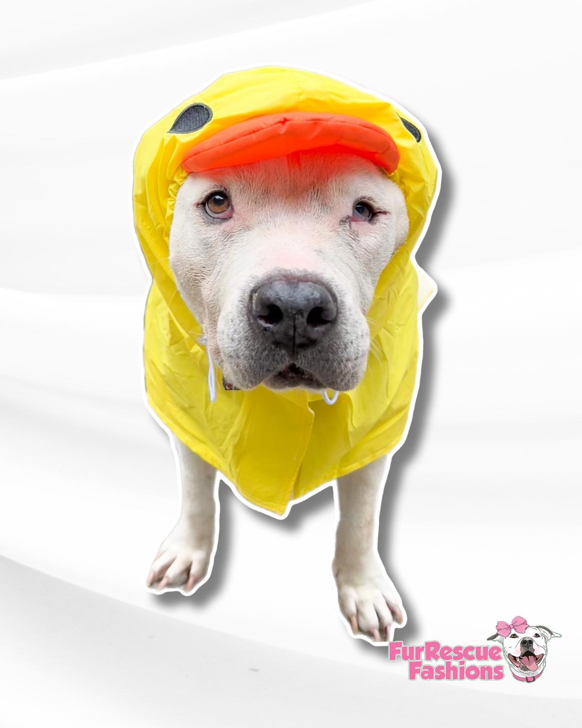 Pet Supplies Dog Raincoat And Hat Ducks Fun Costume Dog Rain Coats