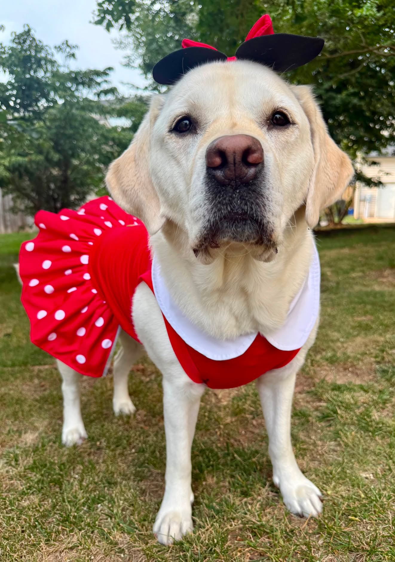🎀 Miss Mouse – Polka Dot Dog Dress & Ears Bow