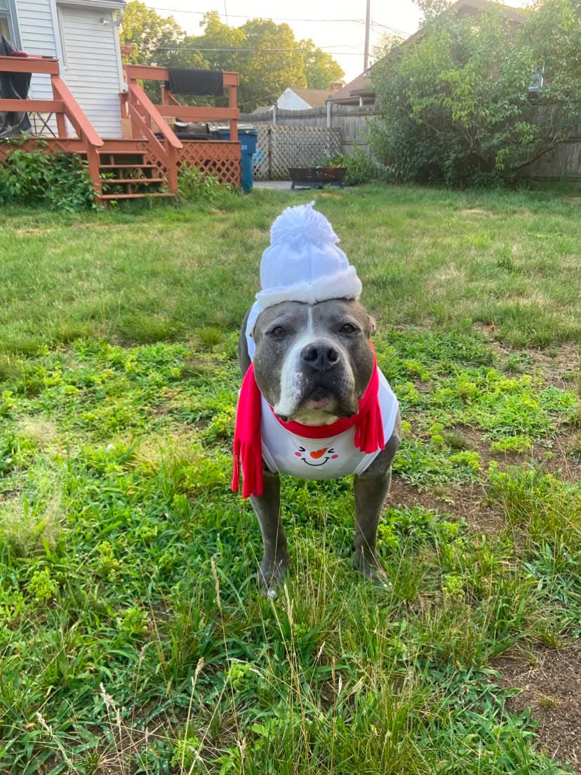Frosty Smiles Dog Shirt