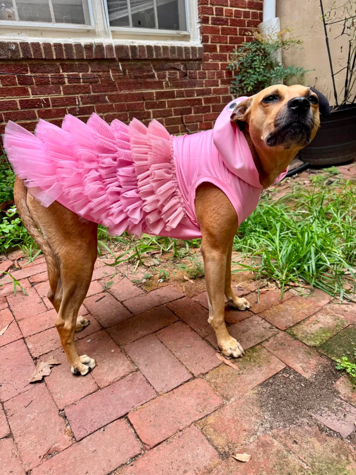 FlaminGO Fabulous Dog Costume