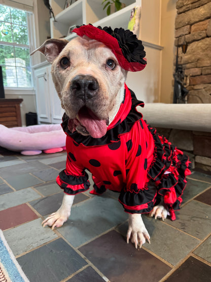 Señorita Flamenco Dog Dress