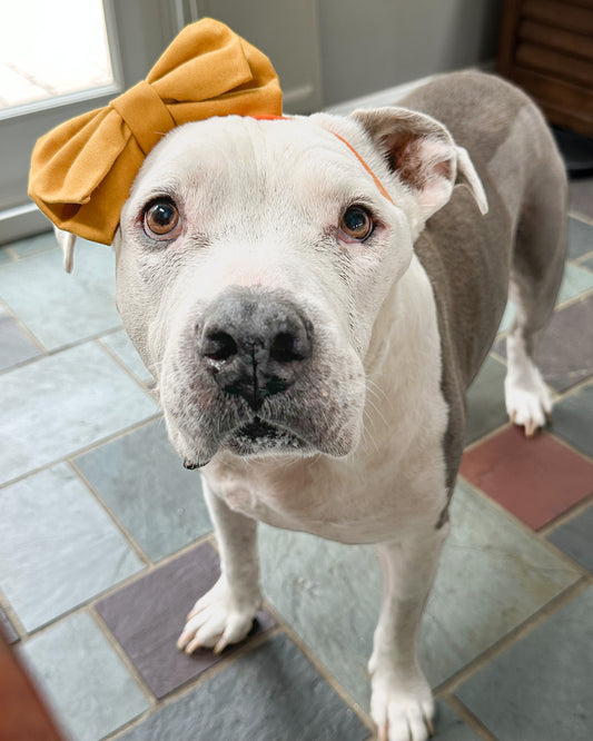 Mustard Faux Suede Doggie Bow