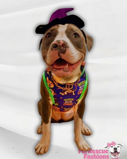 Witch Better Have My Candy - Dog Pajama with Green or Orange Neck & Trim/Sleeves