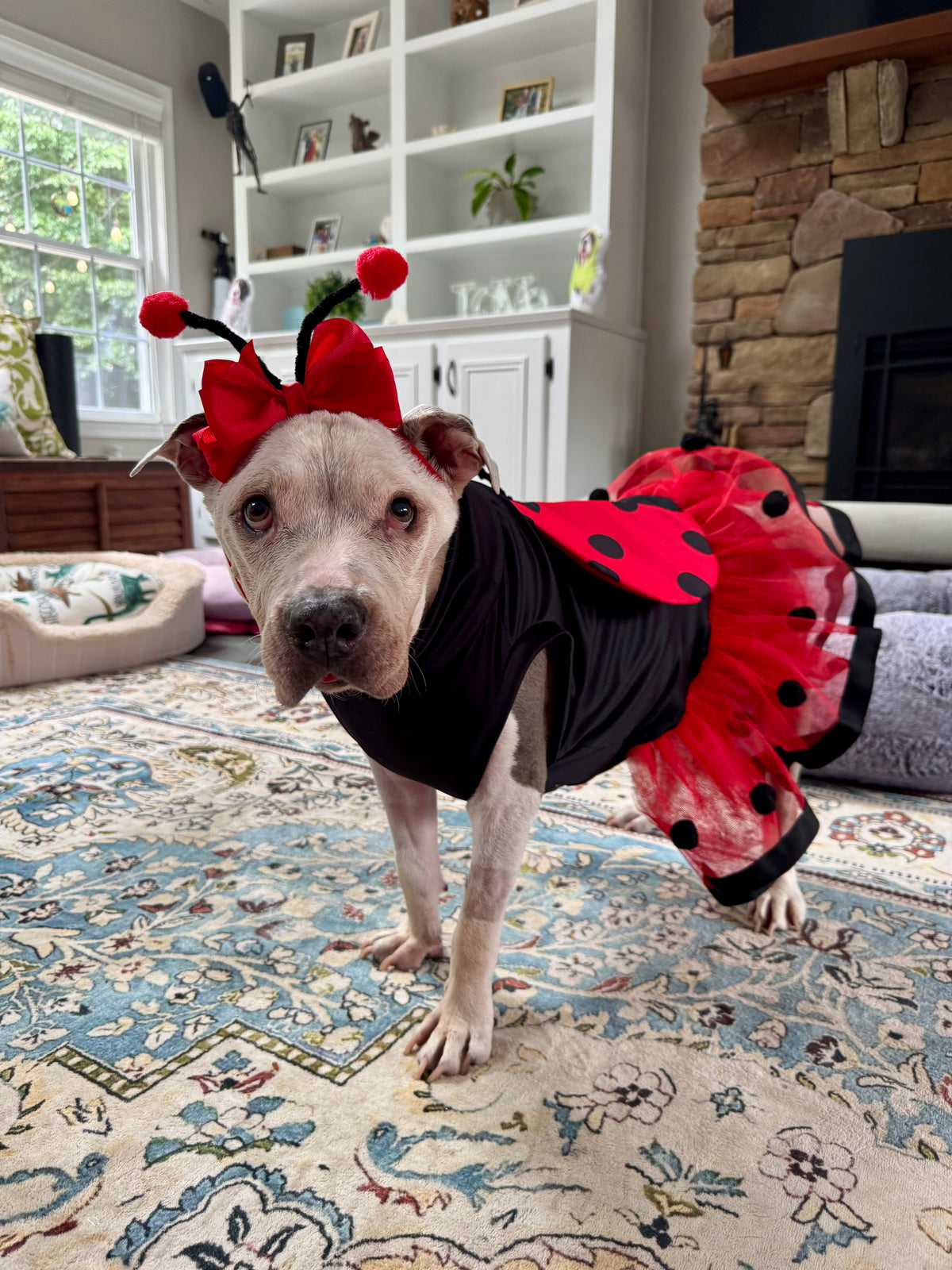Lucky Lovebug Dog Dress