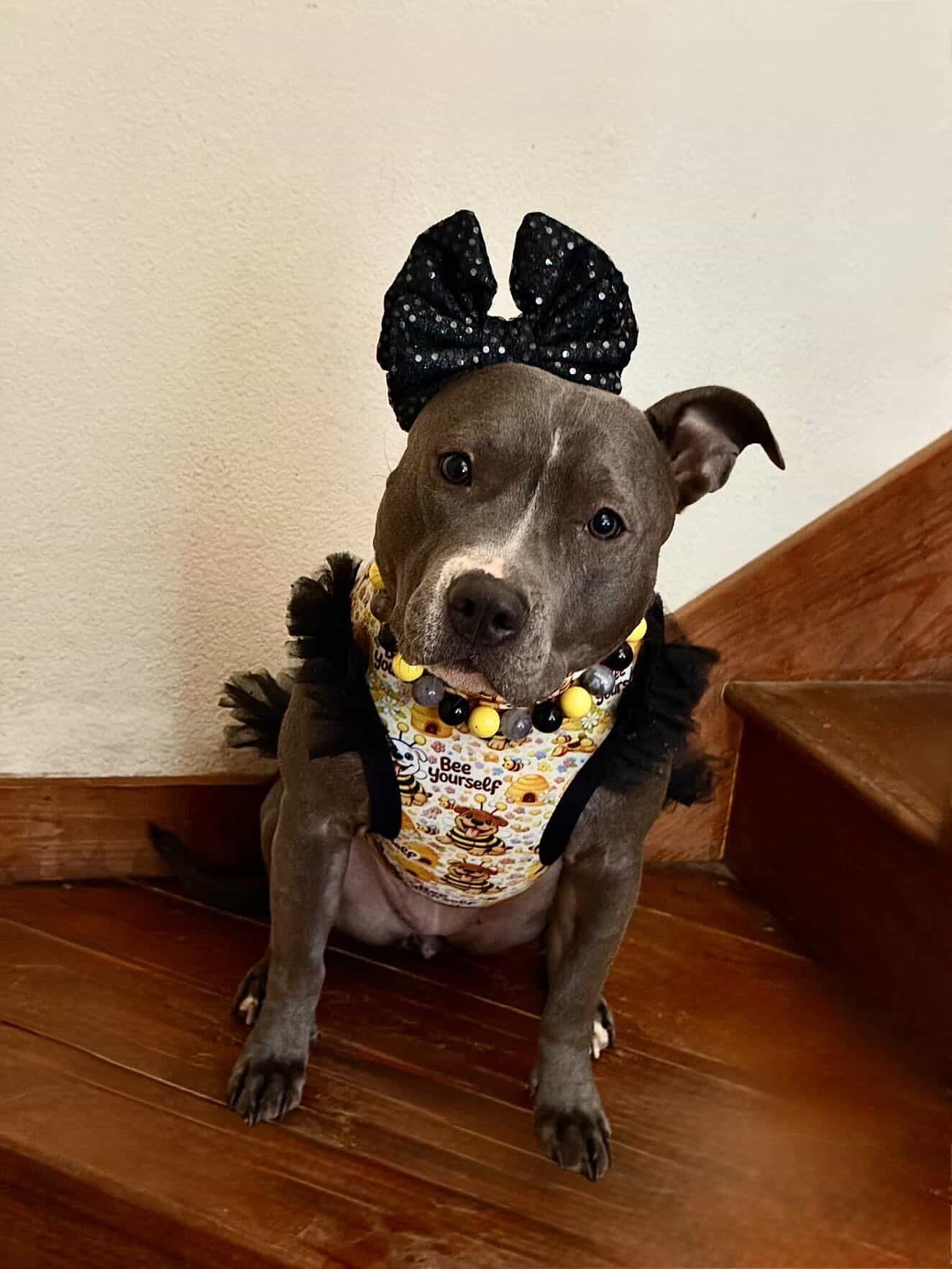 2026 Spring Dog Shirt With Tulle Accent (Available in any pattern)