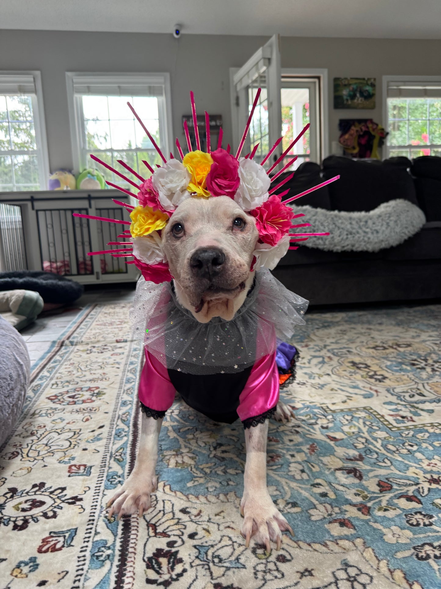 Señorita Catrina Dog Costume