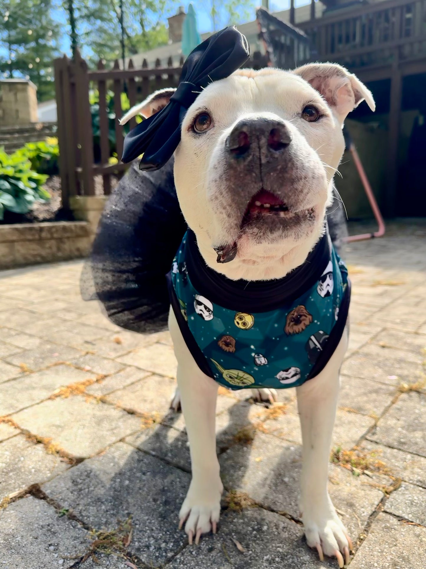 In A Galaxy Far Far Away Dog Dress with Sparkling Tutu