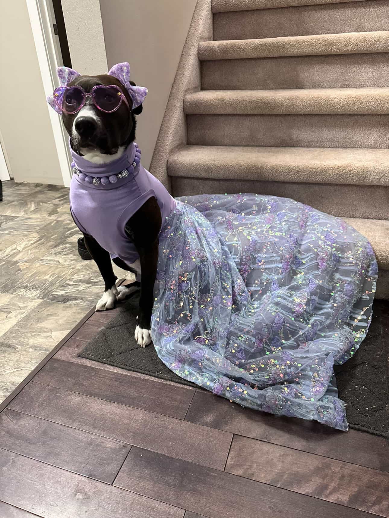 Fancy Dog Train