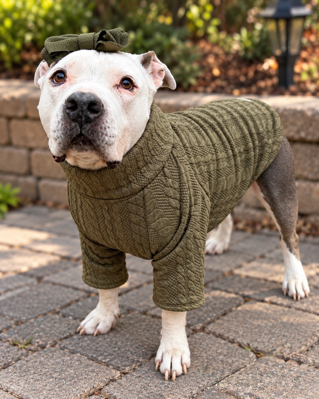 Olive Cable Knit Dog Shirt