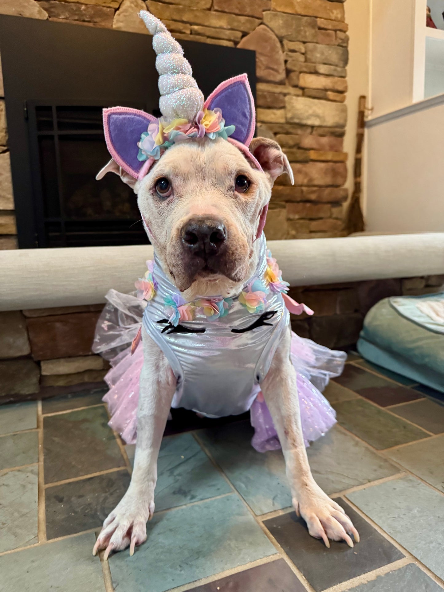Enchanted Dreamicorn Dog Dress