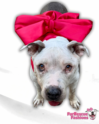 Wrapped in Love Dog Harness