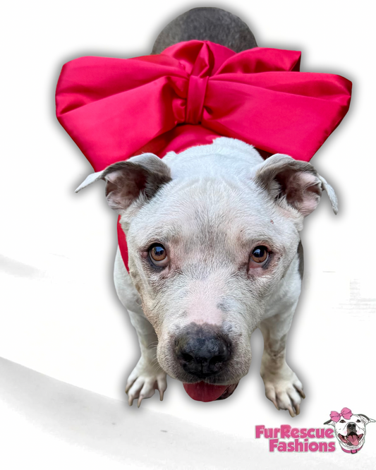 Wrapped in Love Dog Harness