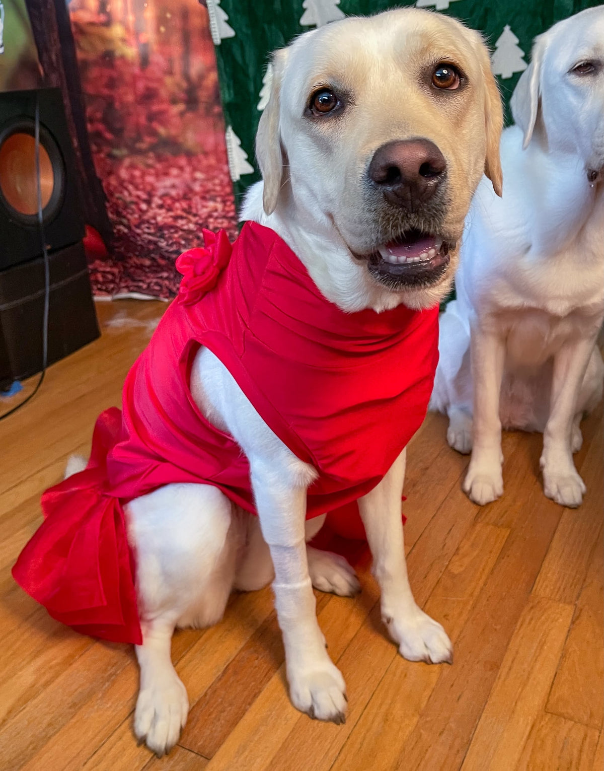 Nativity Red Ruffle Dog Holiday Dress