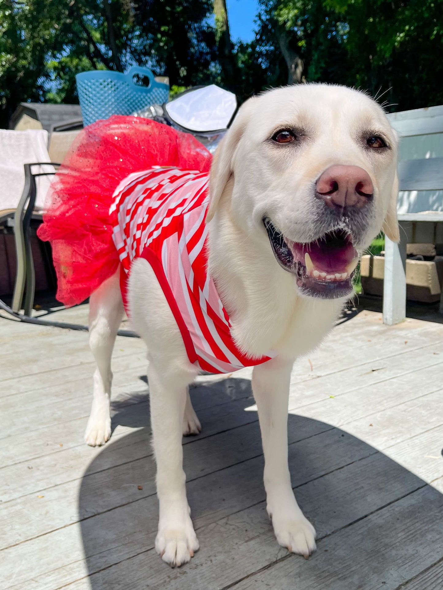 2026 Christmas in July Dog Tutu Dress (Available in all patterns)