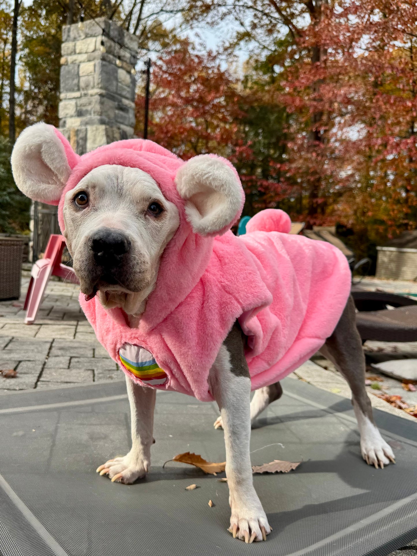 Cheer Bear Light-Up Dog Hoodie – Pink Fleece Care Bear Outfit with Ears, Tail & Rainbow Patch