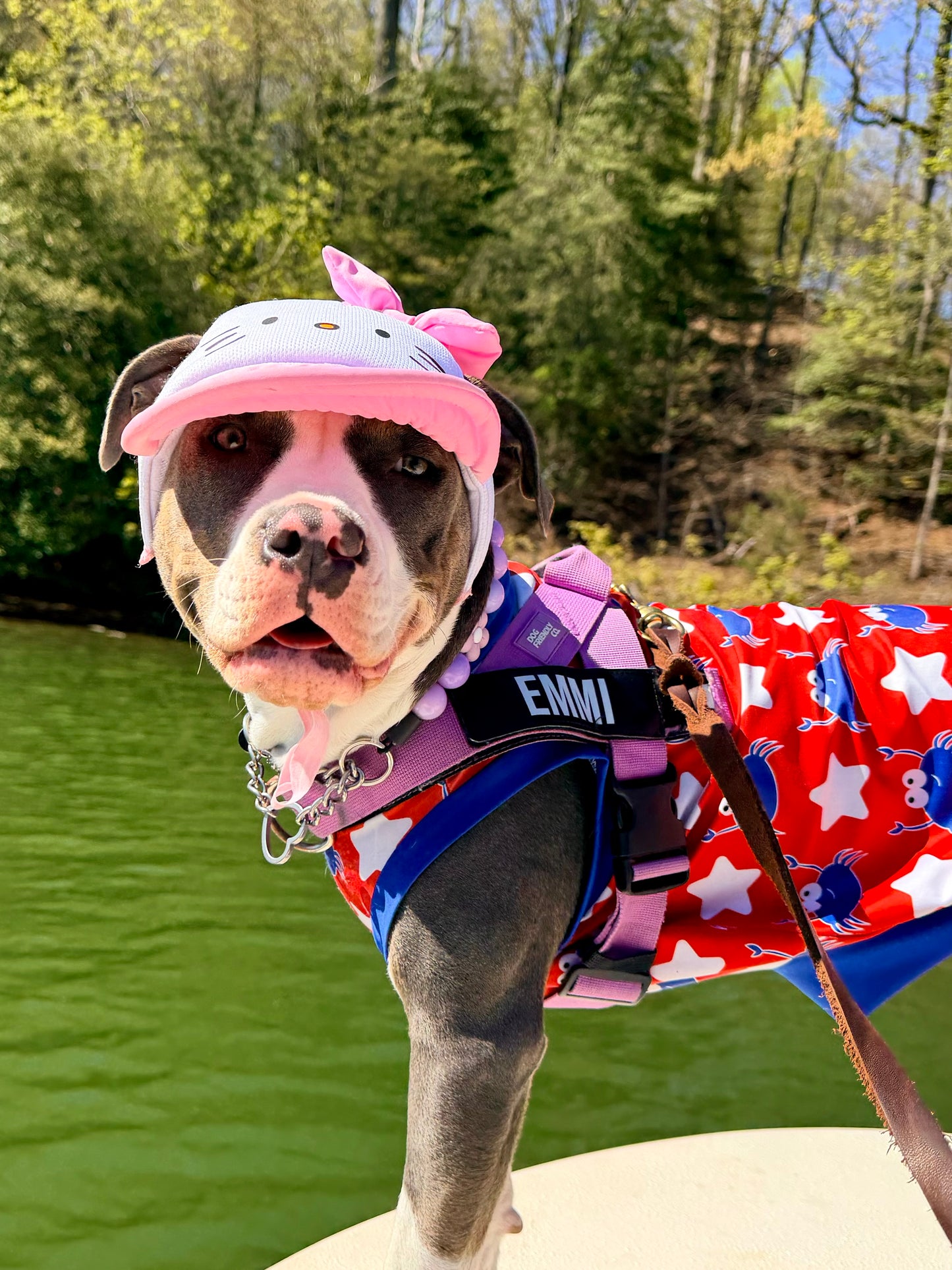 Hellou Kitty Dog Hat