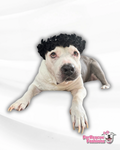 2024 Halloween Dog Flower Crown