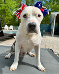 Patriotic Doggie Double Bow Headband