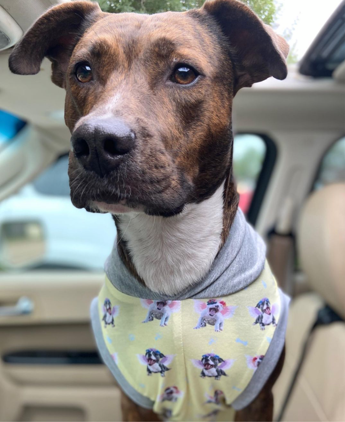 Magical Pittie Angels (Pink, Blue or Yellow)