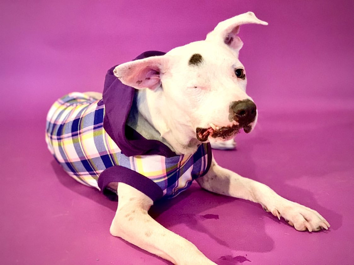 Purple Chic Plaid with Purple Neck & Trim/Sleeves (Classic Fabric)