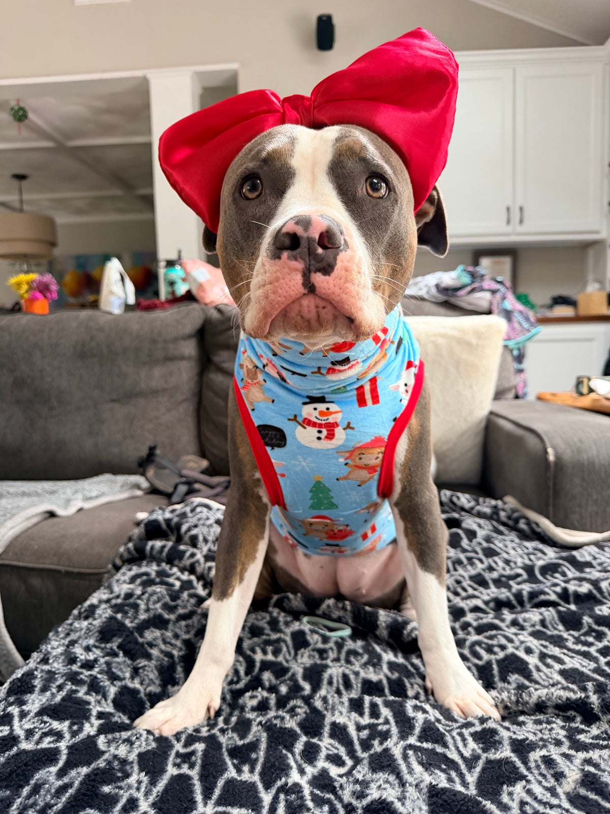 Mooey Christmas Cows - Dog Pajama with Red Neck & Trim/Sleeves