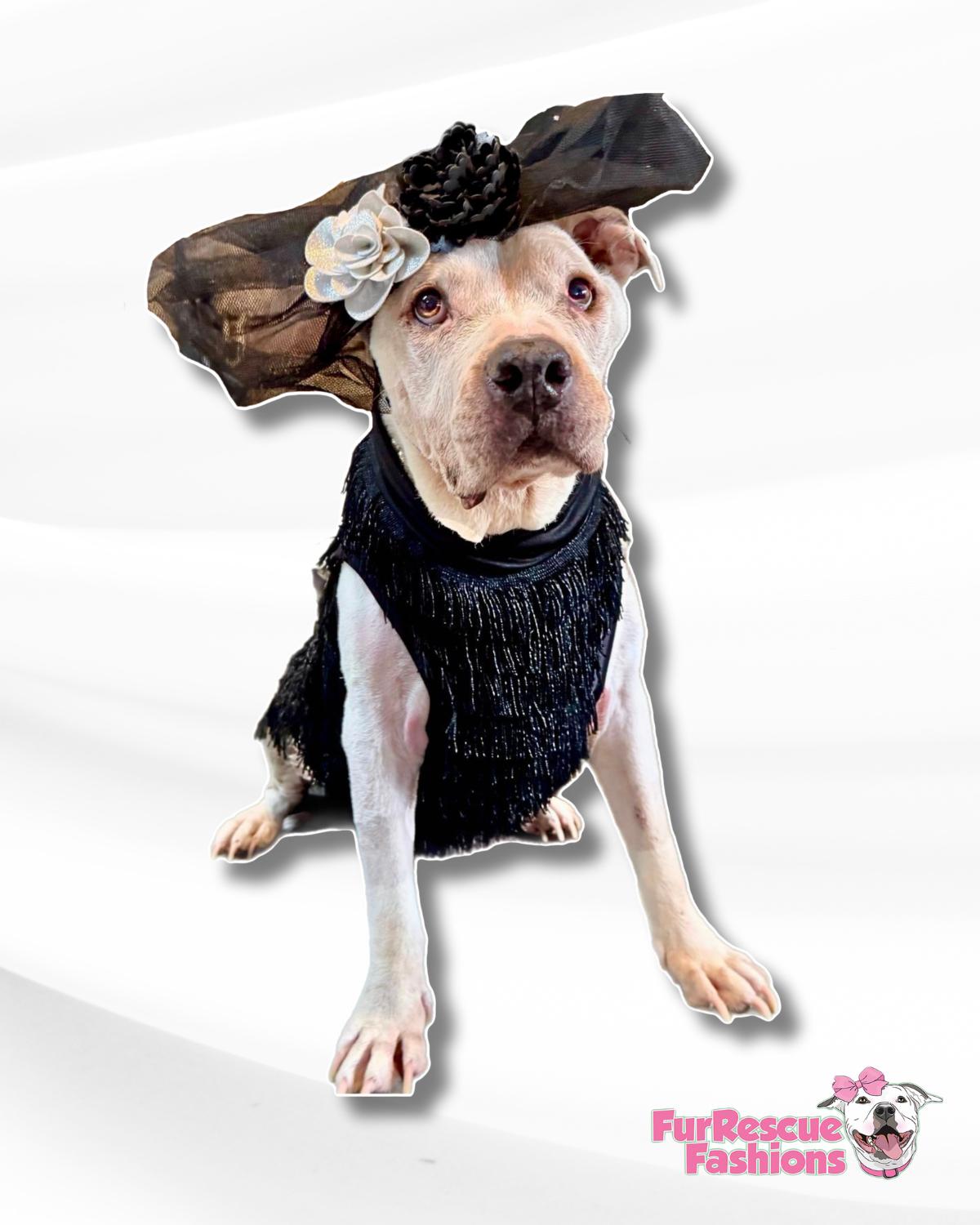 The Paw-sperous Gatsby  Dog Dress