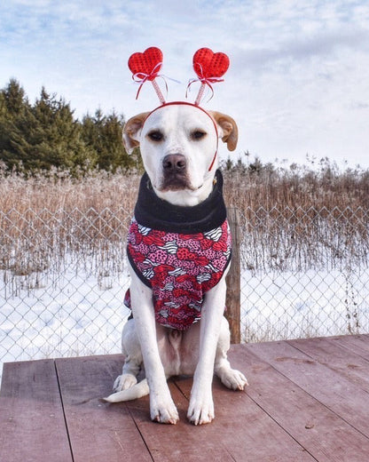 Animal Print Hearts Dog Shirt/Dress/4-Legged PAWjama (Classic Fabric)