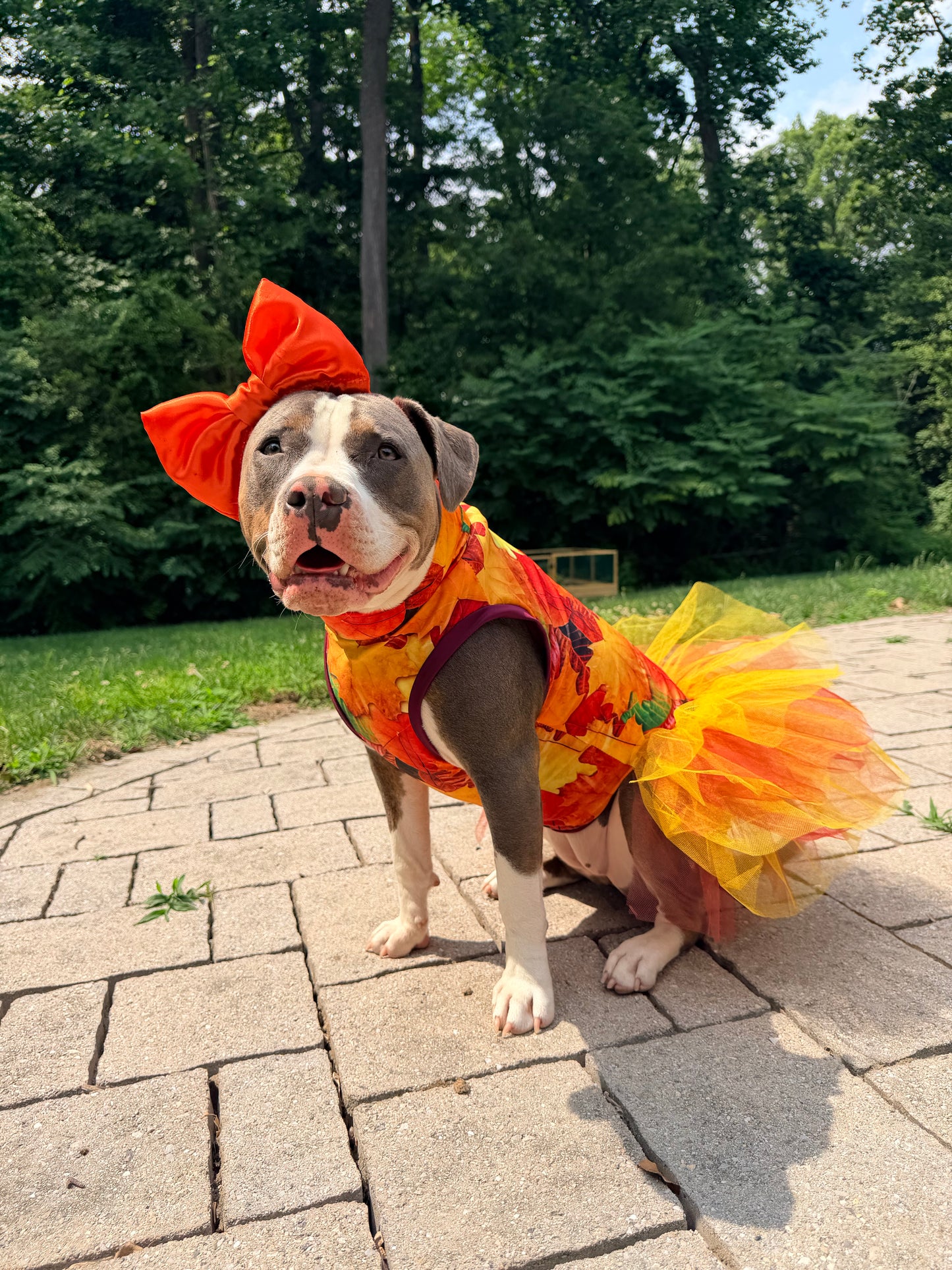 2026 Fall & Halloween Dog Tutu Dress (Available in all patterns)