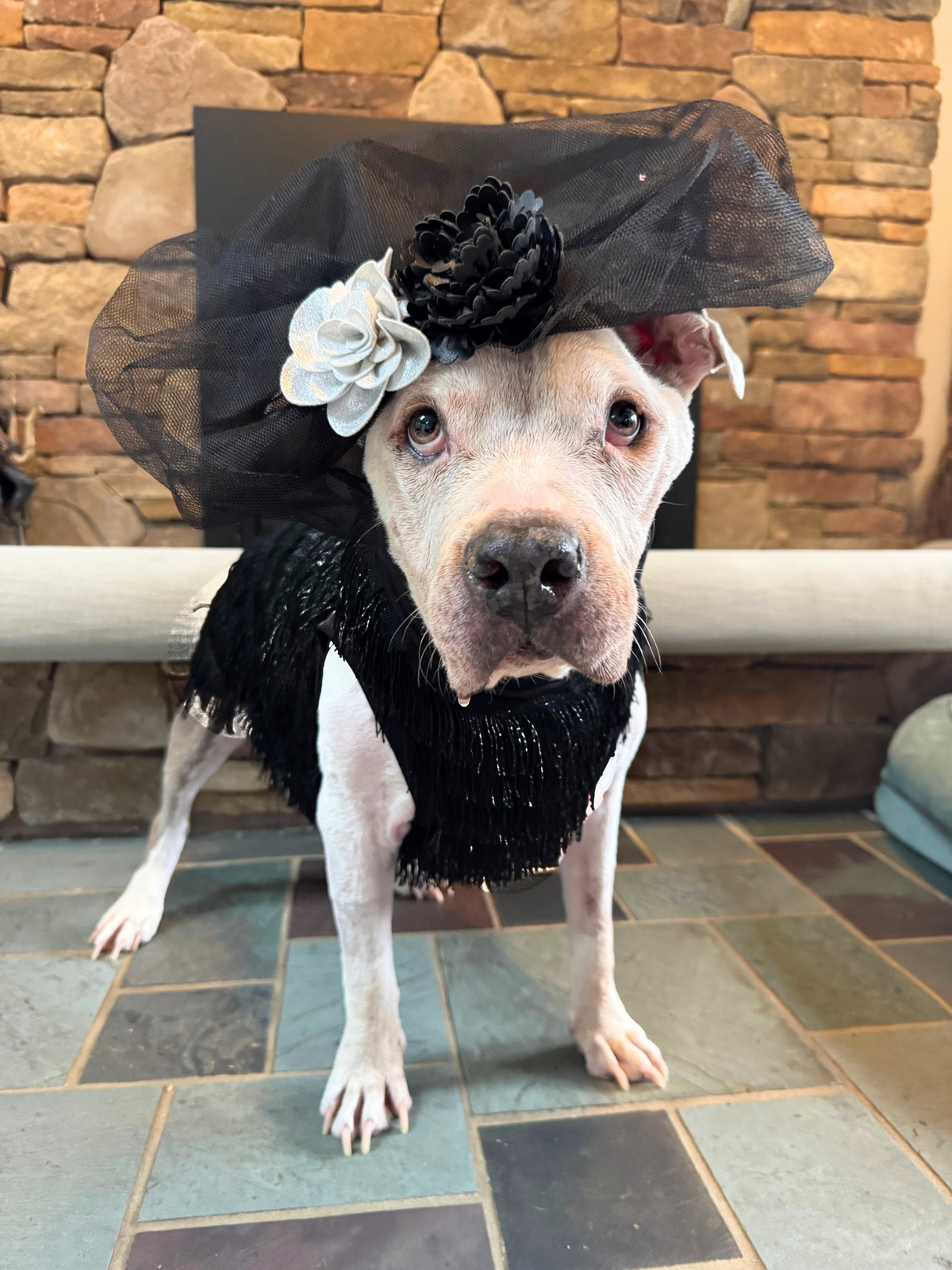 The Paw-sperous Gatsby  Dog Dress