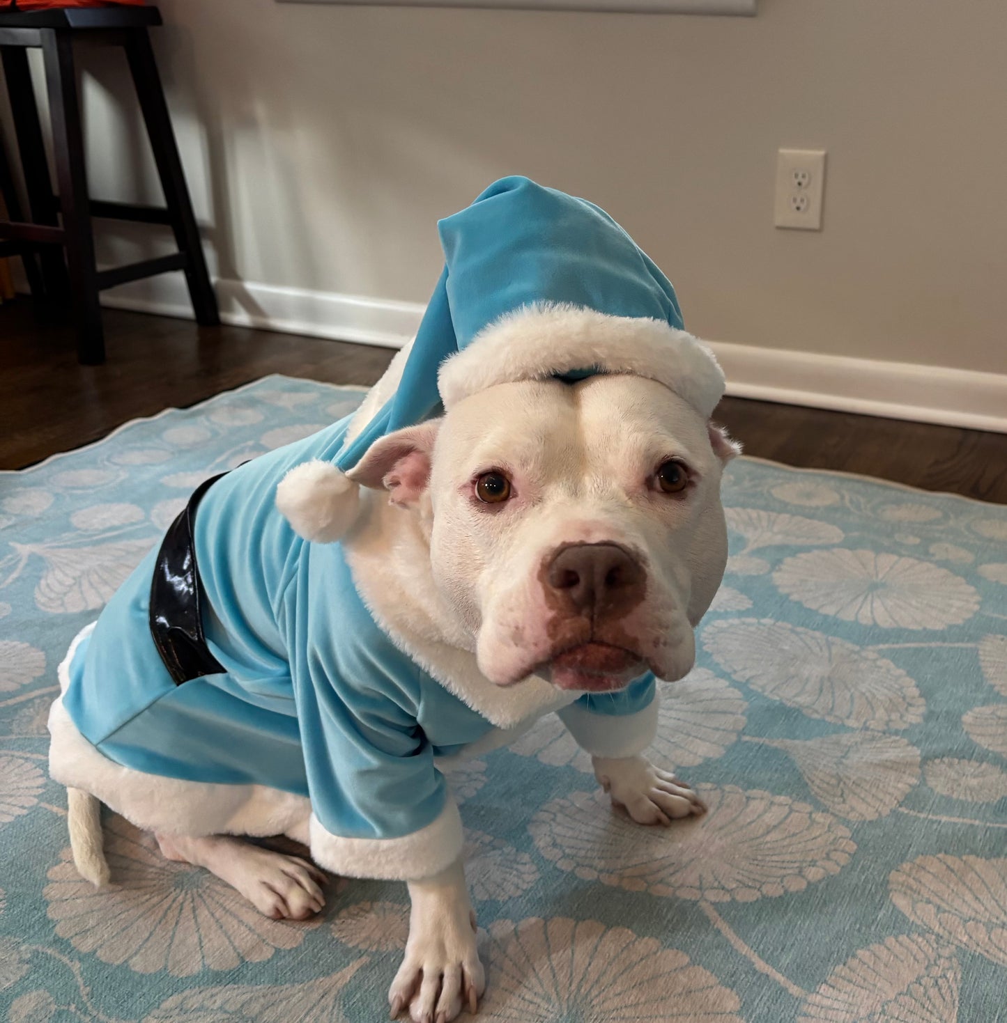 Winter Frost Santa Dog Coat