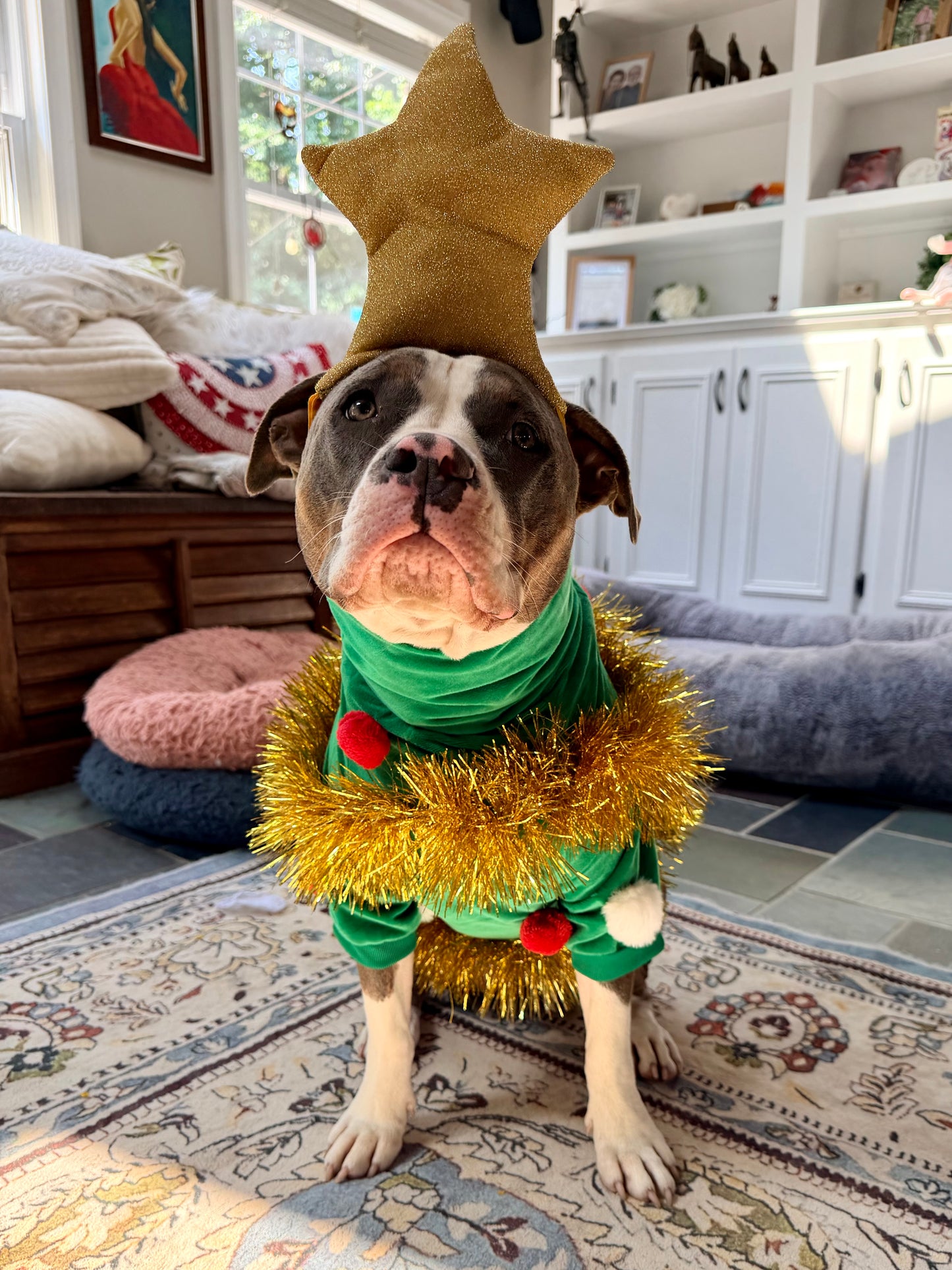 Christmas Tree Dog Outfit