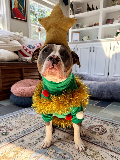 Christmas Tree Dog Outfit