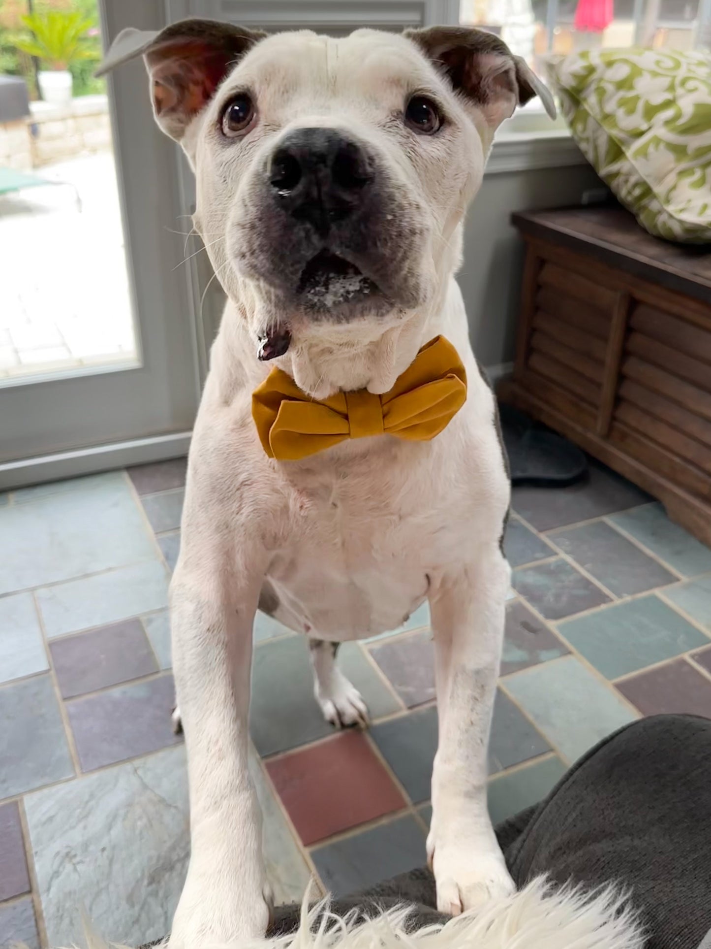 Mustard Faux Suede Doggie Bow