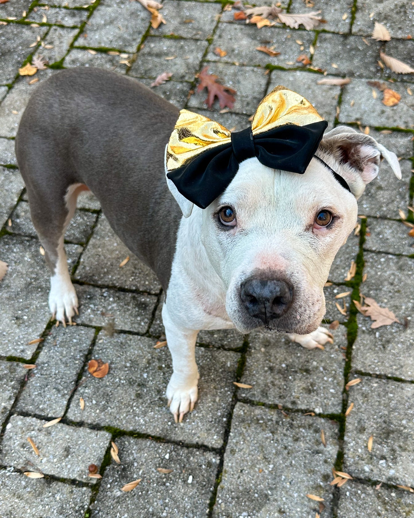 Gold & Black Satin Doggie Bow