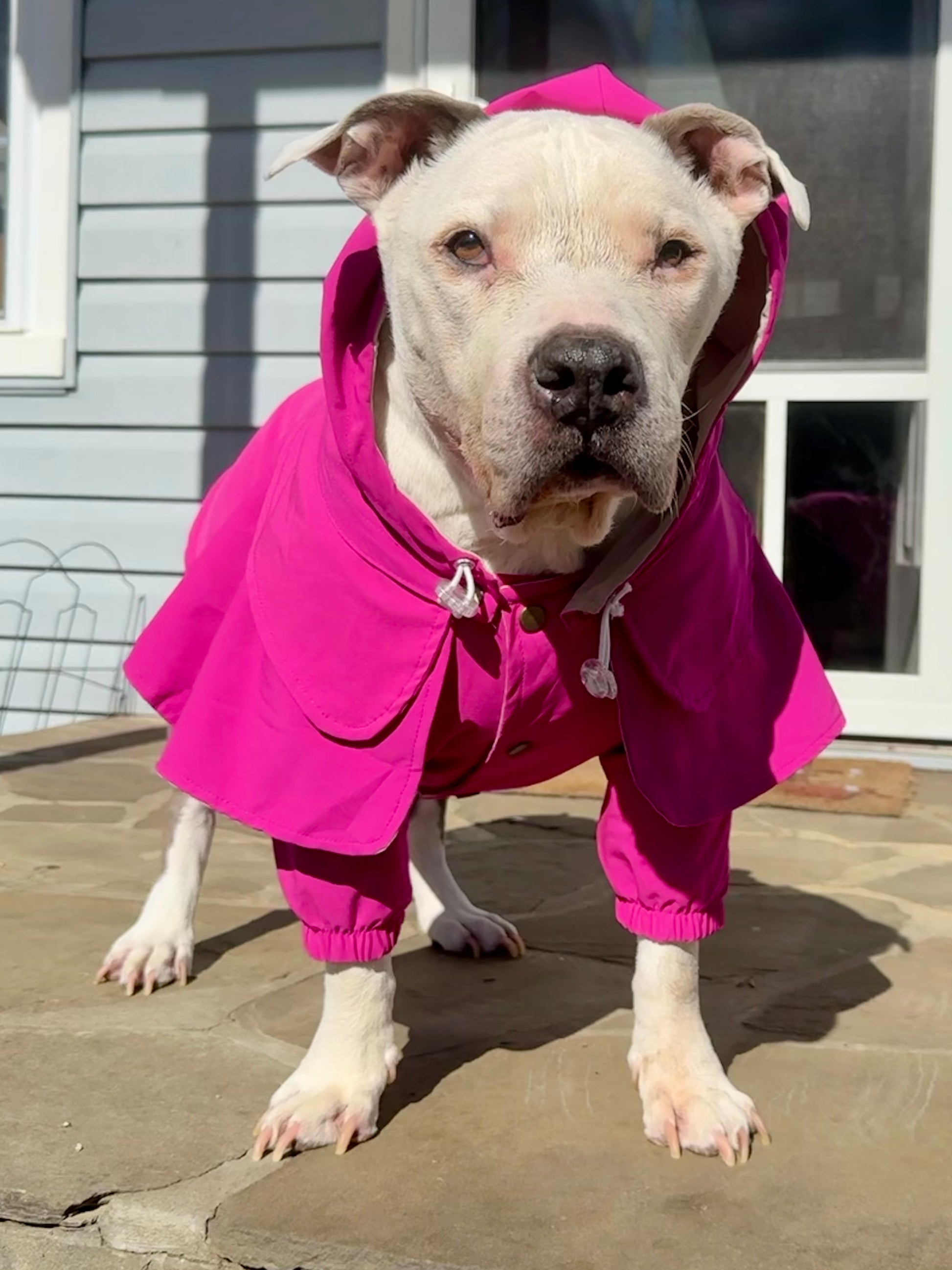 Rain Coat Best Dog Coats For Pitbulls Dual Colour Dog Raincoat